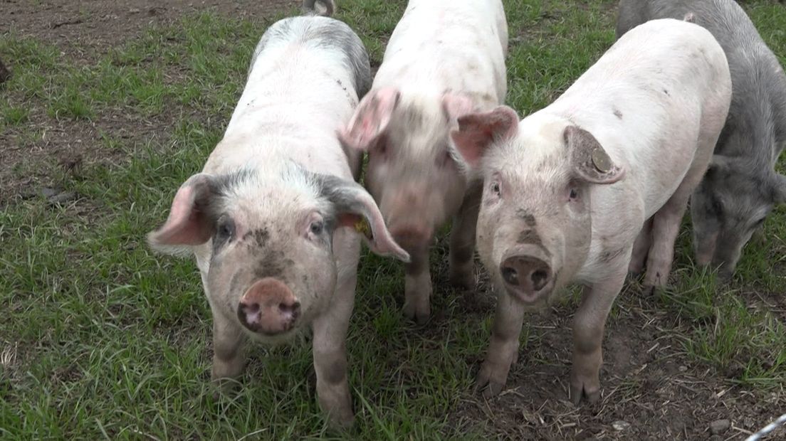 In februari van dit jaar brandde de bijna nieuwe varkensstal met 2000 varkens van de familie Willemsen af. Alle dieren kwamen daarbij om het leven. Zaterdagmiddag is een nieuwe stal geopend; een nieuw begin voor de Puttense varkenshouder.
