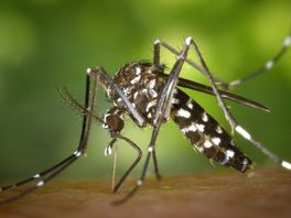 Insectenwetenschapper Bart vertelt je hoe je deze zomer het beste muggen uit de weg gaat