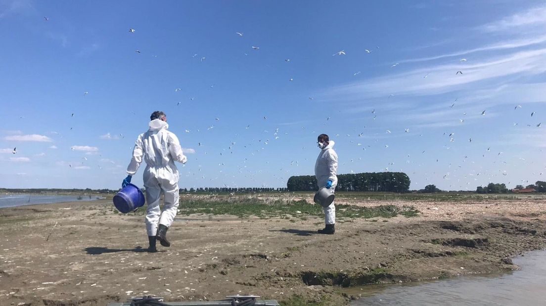 Grote stern, waterdunen, vogelgriep