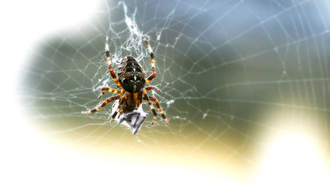 Een paar weken geleden zag je nog volop spinnenwebben, maar de meeste creaties van de achtpotige diertjes zijn alweer verdwenen. Dat is goed nieuws voor iedereen die gruwelt van spinnen, want samen met hun web lijken ook de diertjes zelf met de noorderzon vertrokken. Maar is dat wel zo?