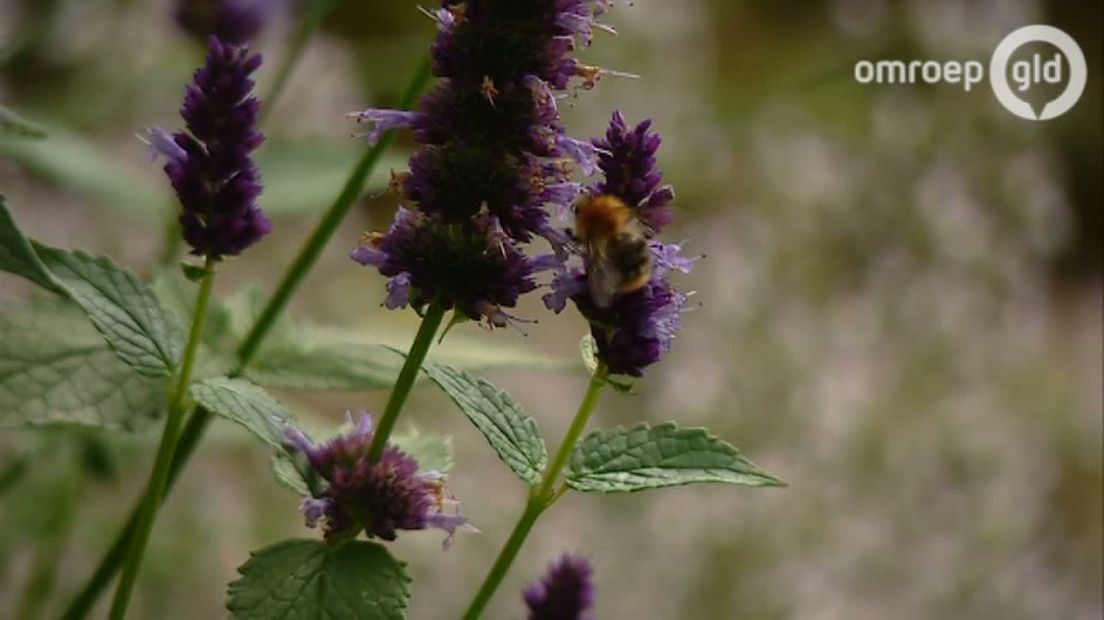 Kent u ze? De Blauwe Knoop, het Druif-kruid, de Bolderik en de Korenbloem? Het zijn allemaal wilde planten waar bijen en vlinders gek op zijn. Omdat het niet goed gaat met deze beestjes, kunnen we ze een handje helpen. Hoe? Nou, door juist deze planten in onze tuin te zaaien.