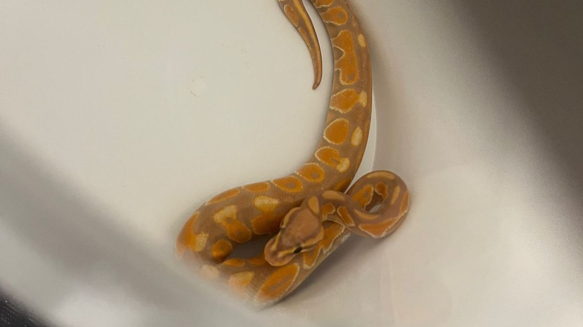 Opmerkelijk slang in wcpot en leguaan in rugzak gedumpt in dierentuin