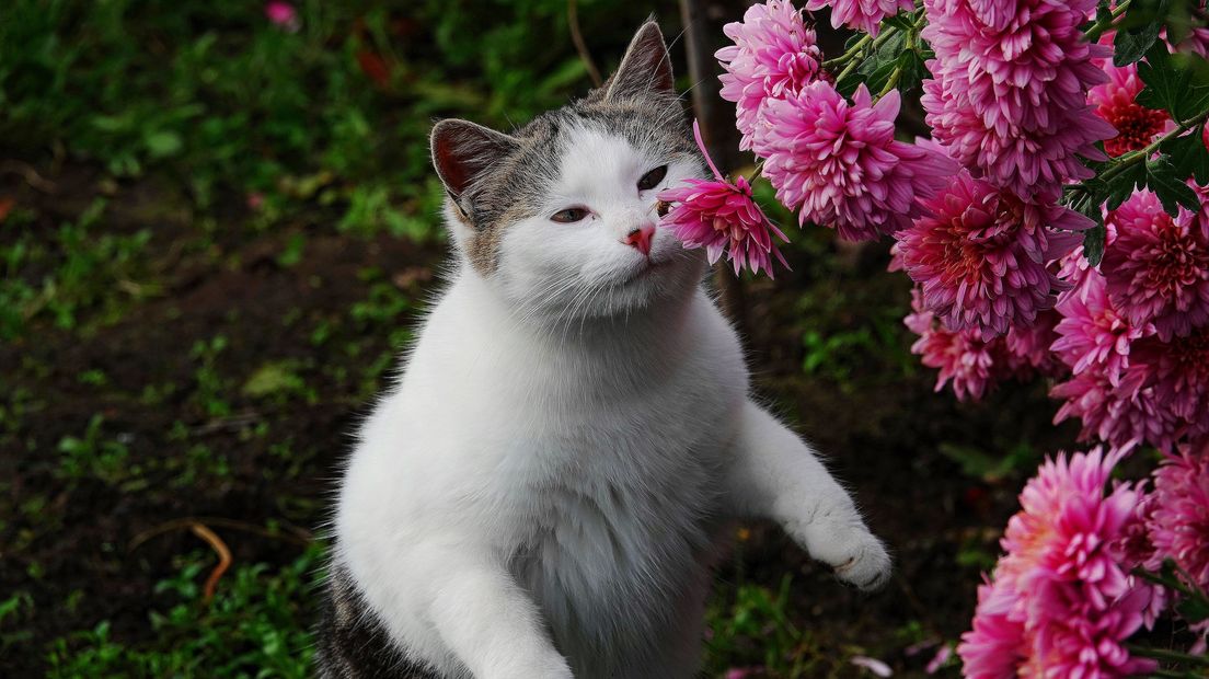 Deze kat ruikt even aan de bloemetjes