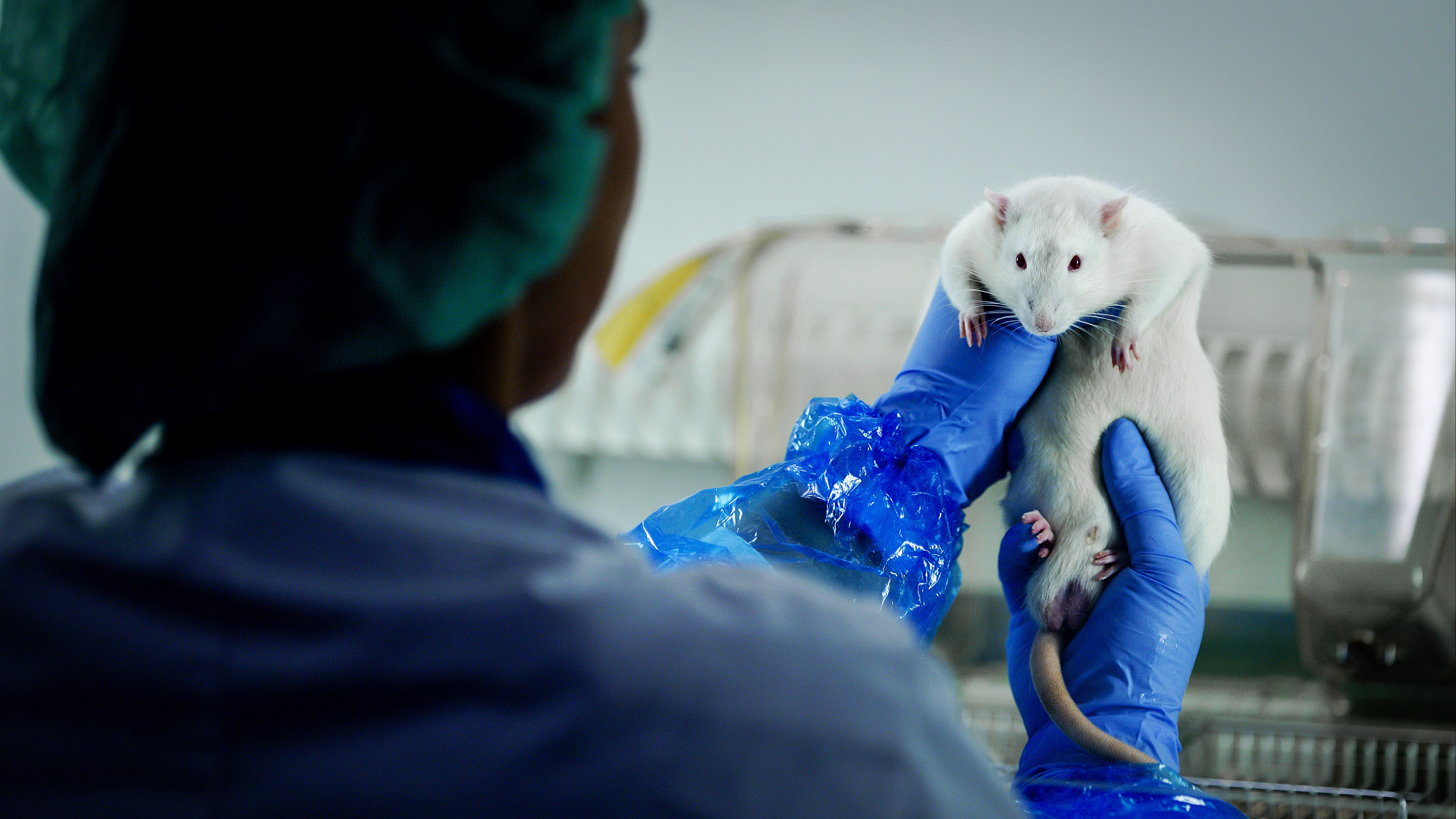 Een medewerker van het Centraal Dierenlaboratorium verzorgt ratten voor onderzoek naar een nieuw malariavaccin. (foto ter illustratie)