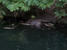 De bever laat zich graag filmen als hij aan het badderen en eten is.