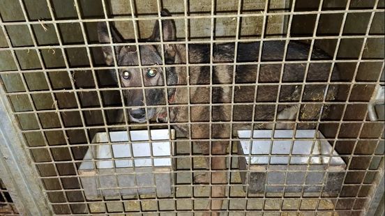 Verwaarloosde honden, konijnen en een kraai in beslag genomen bij illegaal bewoonde loods Home