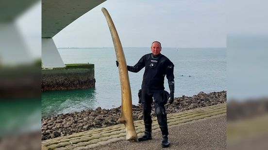 Directeur Naturalis over gedumpt walvisbot in Oosterschelde: 'Was een verkeerde inschatting van medewerker' Nieuws