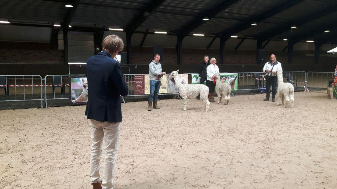 Alpaca's tijdens de keuring (Rechten: Herma Boer)