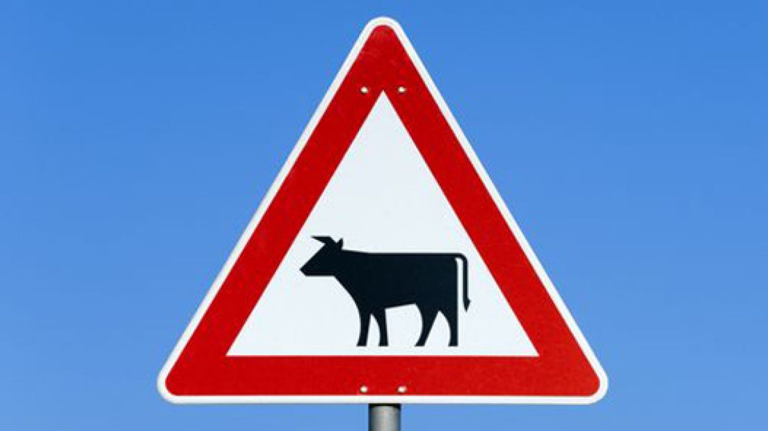 38 koeien verjaagd van snelweg A28