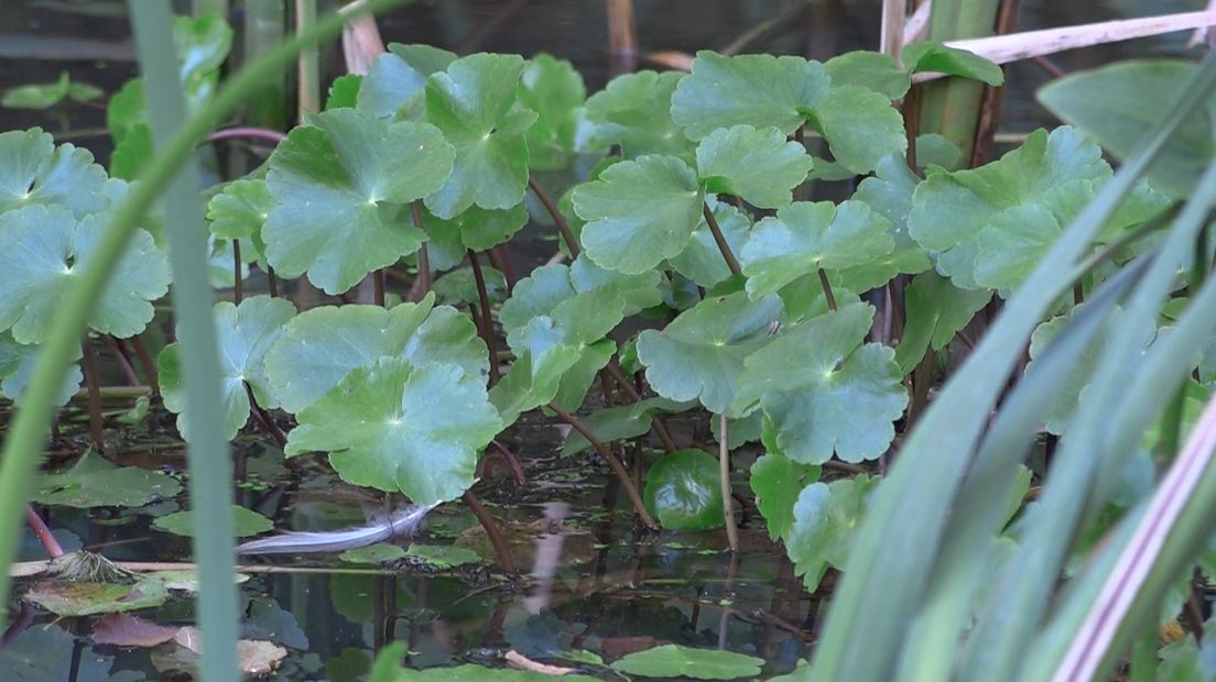 Grote waternavel