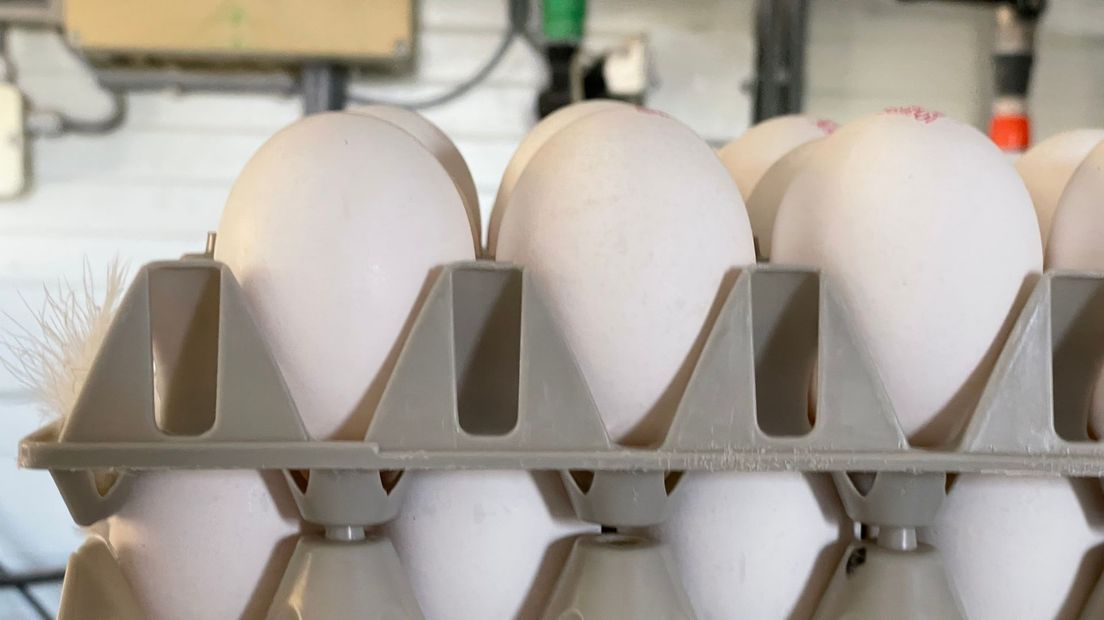 Kippen hebben veel eiwit nodig van het leggen van eieren