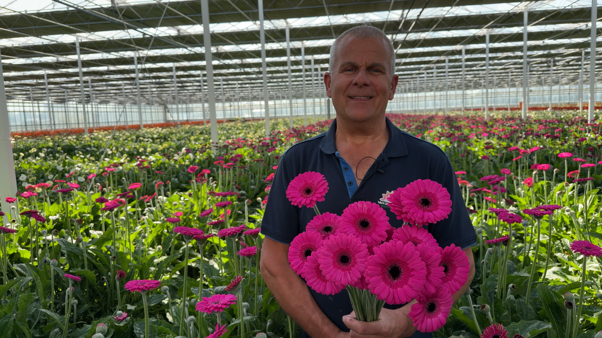Zijn allerlaatste gerbera: de kas van Aad gaat tegen de vlakte