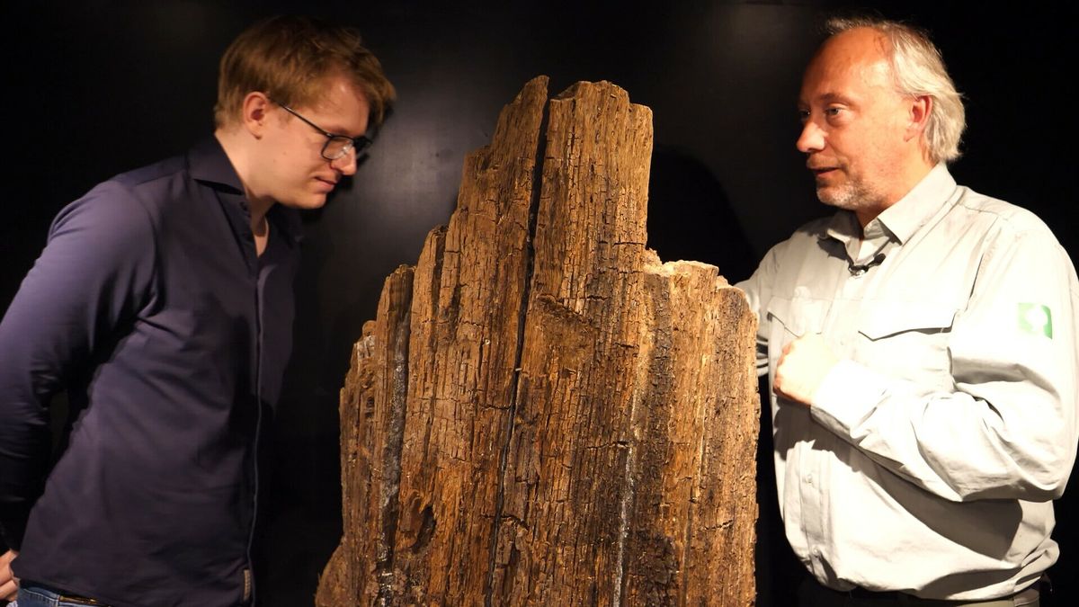 Zomereik tentoongesteld in Coevorden: 'Je hebt zevenduizend jaar in je handen'