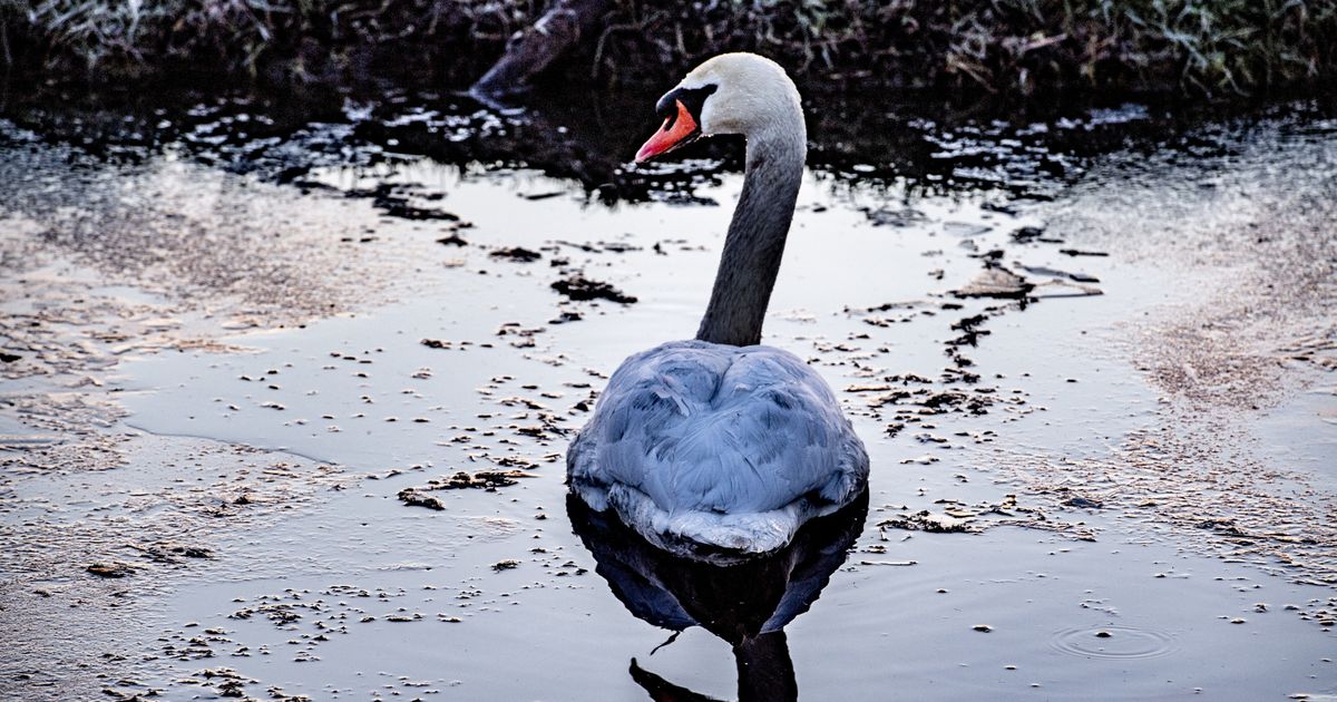 Bird Flu Spreads: Birds Falling From Sky