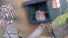 Steenuilvriendelijk erf in Wapse