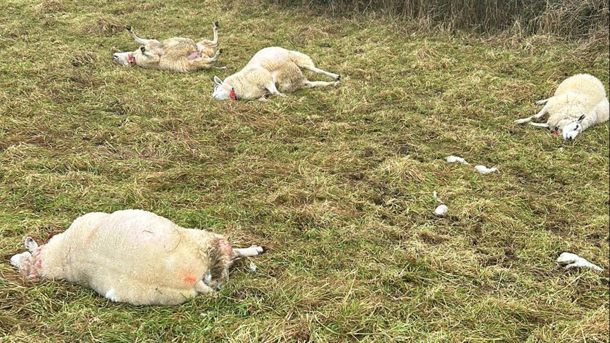 Onderzoek bevestigt: schapen Kelmond en Ulestraten doodgebeten door wolf