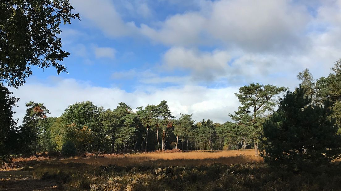 De schoonheid van de Achterhoek wordt vaak vooral vanaf de fiets bewonderd. Maar wie bereid is om die fiets een aantal uren te laten staan en een paar laarzen aan te trekken, stuit bij Ruurlo al snel op een aantal van de allermooiste plekjes die de Achterhoek rijk is. 'Zelfs door de inwoners van Ruurlo zelf zijn deze plekken nog nauwelijks ontdekt', zegt boswachter Dirk van den Brink van Staatsbosbeheer.