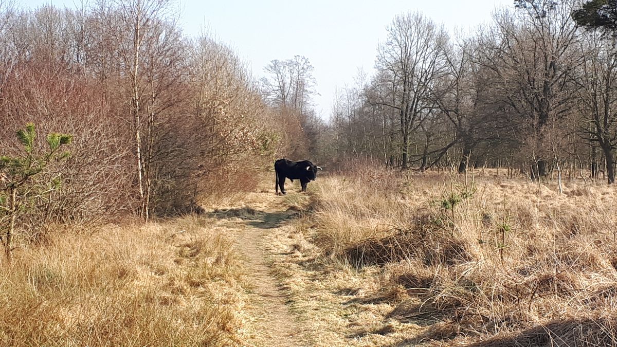 Vrouw door stier op hoorns genomen bij Wapse