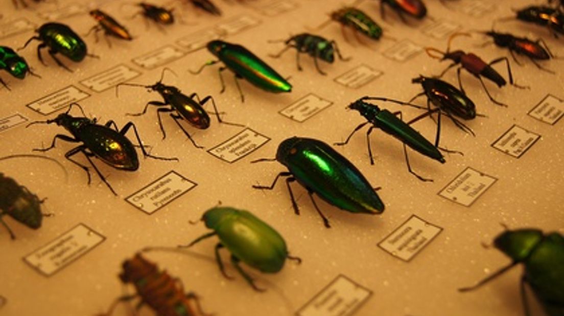 Insecten in Naturalis