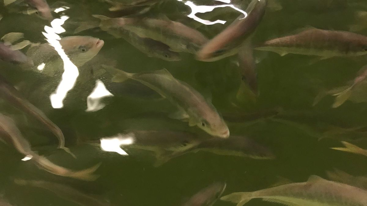 Viskweker op land wordt twee keer zo groot