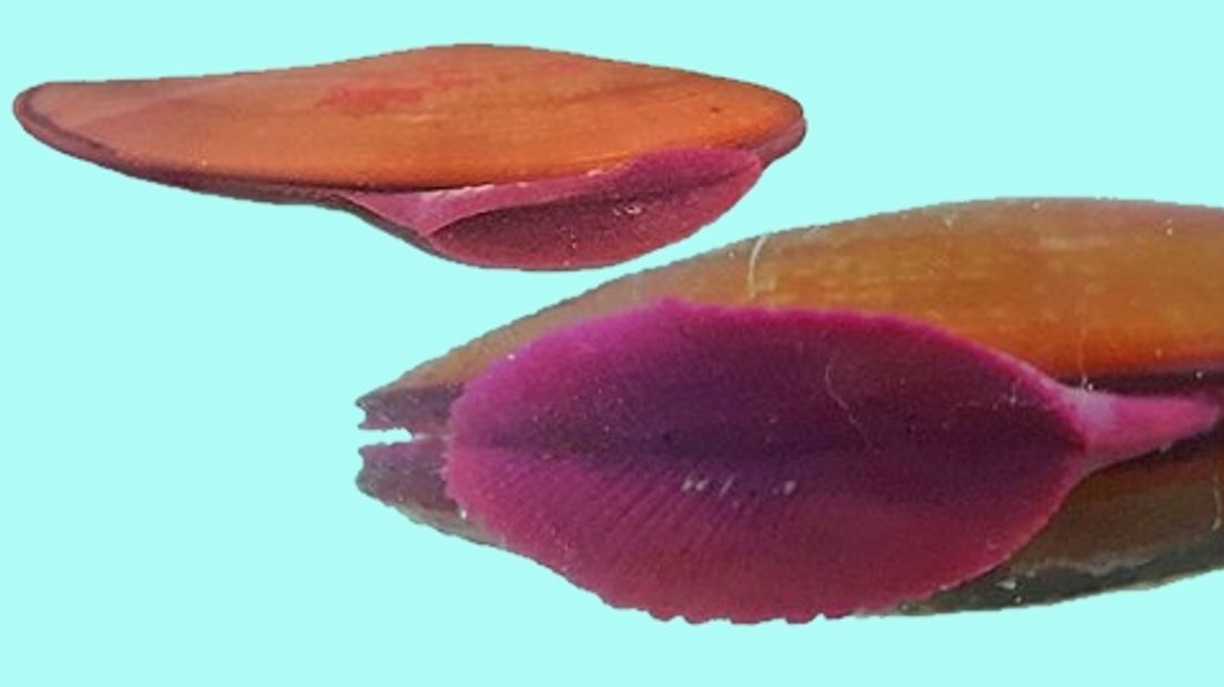 Geconserveerde gladde snavelneut uit de Westerschelde, de paarse kleur van de buiten de schelp stekende voet kom door toegevoegde kleurstof