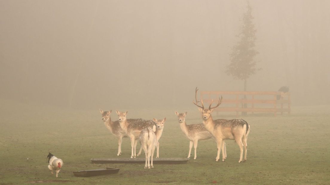 Hertenkamp Rolde