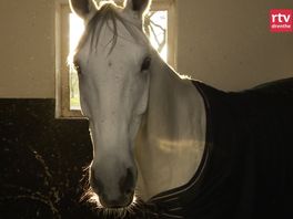 Jongensdroom gaat in vervulling voor springruiter Michael Greeve bij CSIO Rotterdam