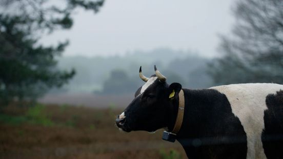 Foto: Wolf eet moeflons op, dus nieuwe grazers voor stuifzandgebied