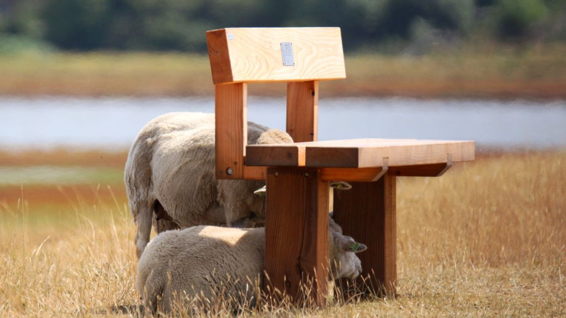 Schapen zoeken de schaduw op