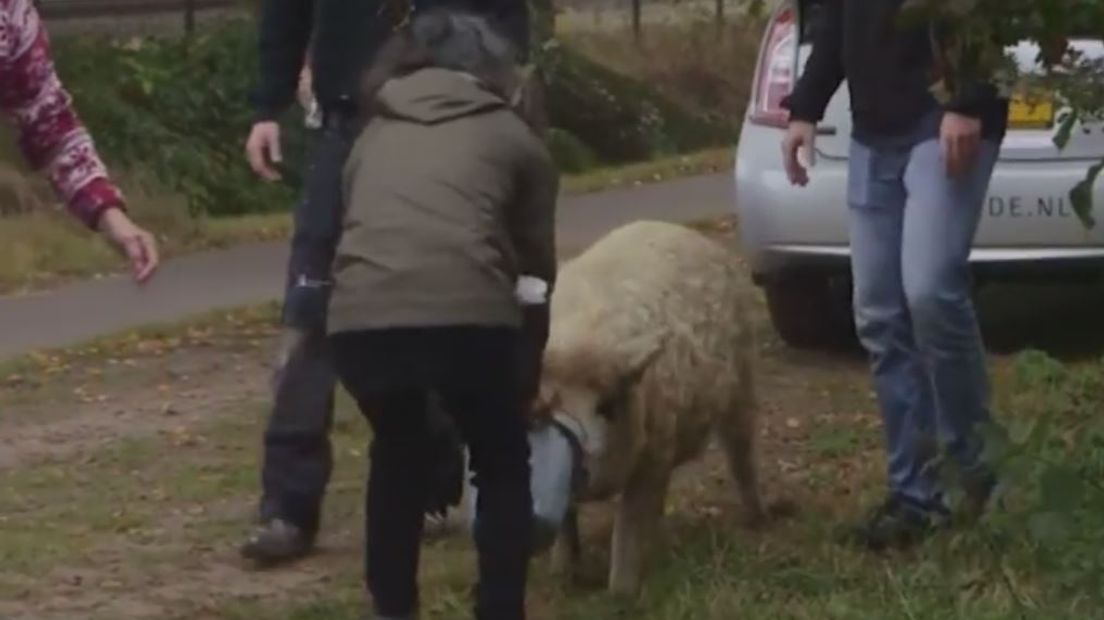 Op het terrein van de stadsvarkens in Ede bouwen leerlingen van ROC A12 deze dinsdag een nieuw onderkomen voor de beesten. Maar voordat ze de hamers en boormachines ter hand konden nemen, moesten ze eerst achter de gevluchte bewoners aan.