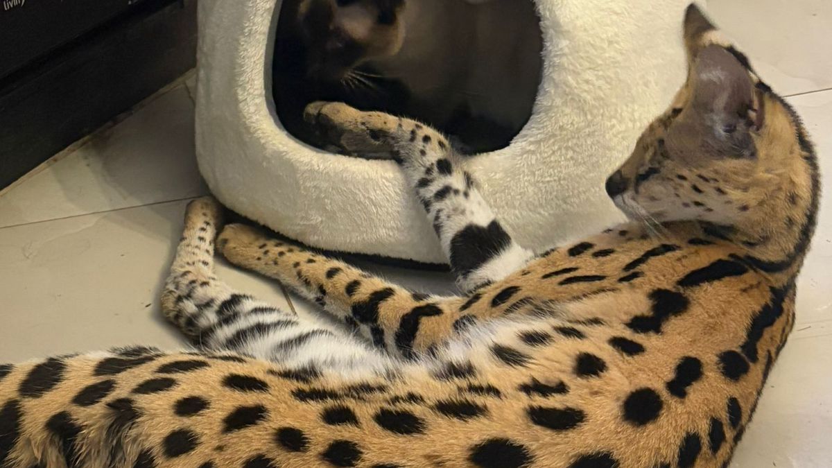 Ontsnapte serval nog niet gevonden maar locatie is wel bekend