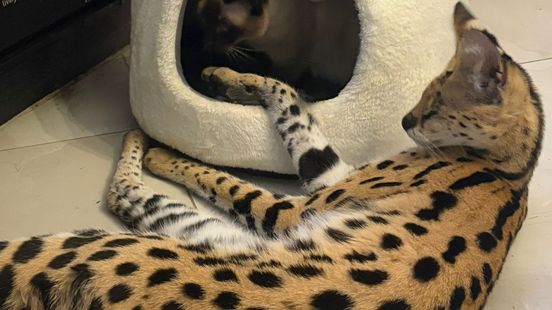 Ontsnapte serval blijft zoek: dierenpolitie neemt de zaak over Home