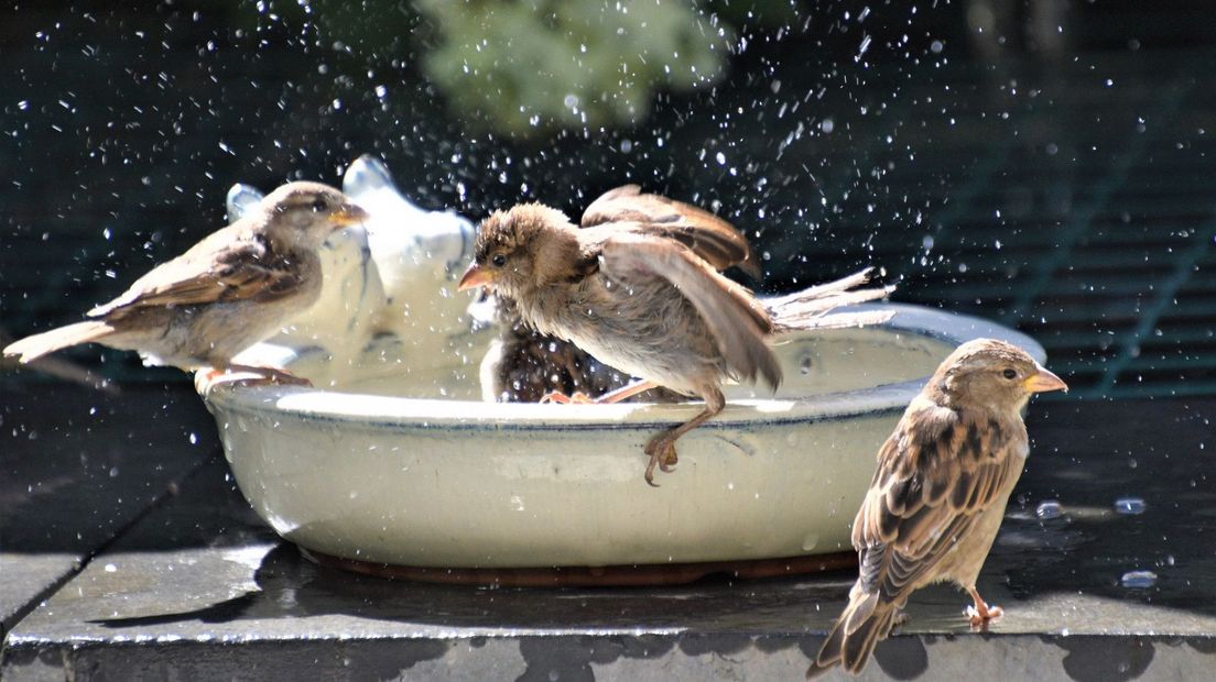 Ook de mussen zochten het water op voor wat afkoeling