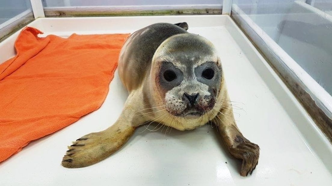 In Renesse gevonden zeehond doodgeschoten met een jachtgeweer