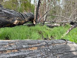 Groene planten tussen het verkoolde hout na bosbrand bij Dwingelderveld