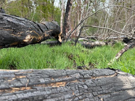 Groene planten tussen het verkoolde hout na bosbrand bij Dwingelderveld