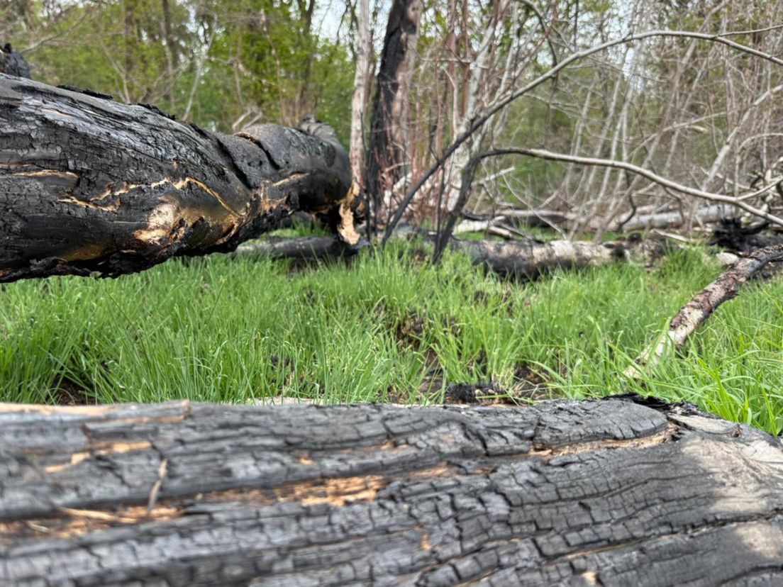 Groene planten tussen het verkoolde hout na bosbrand bij Dwingelderveld