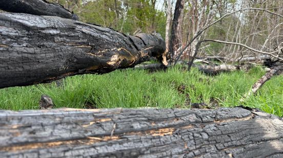Groene planten tussen het verkoolde hout na bosbrand bij Dwingelderveld Nieuws