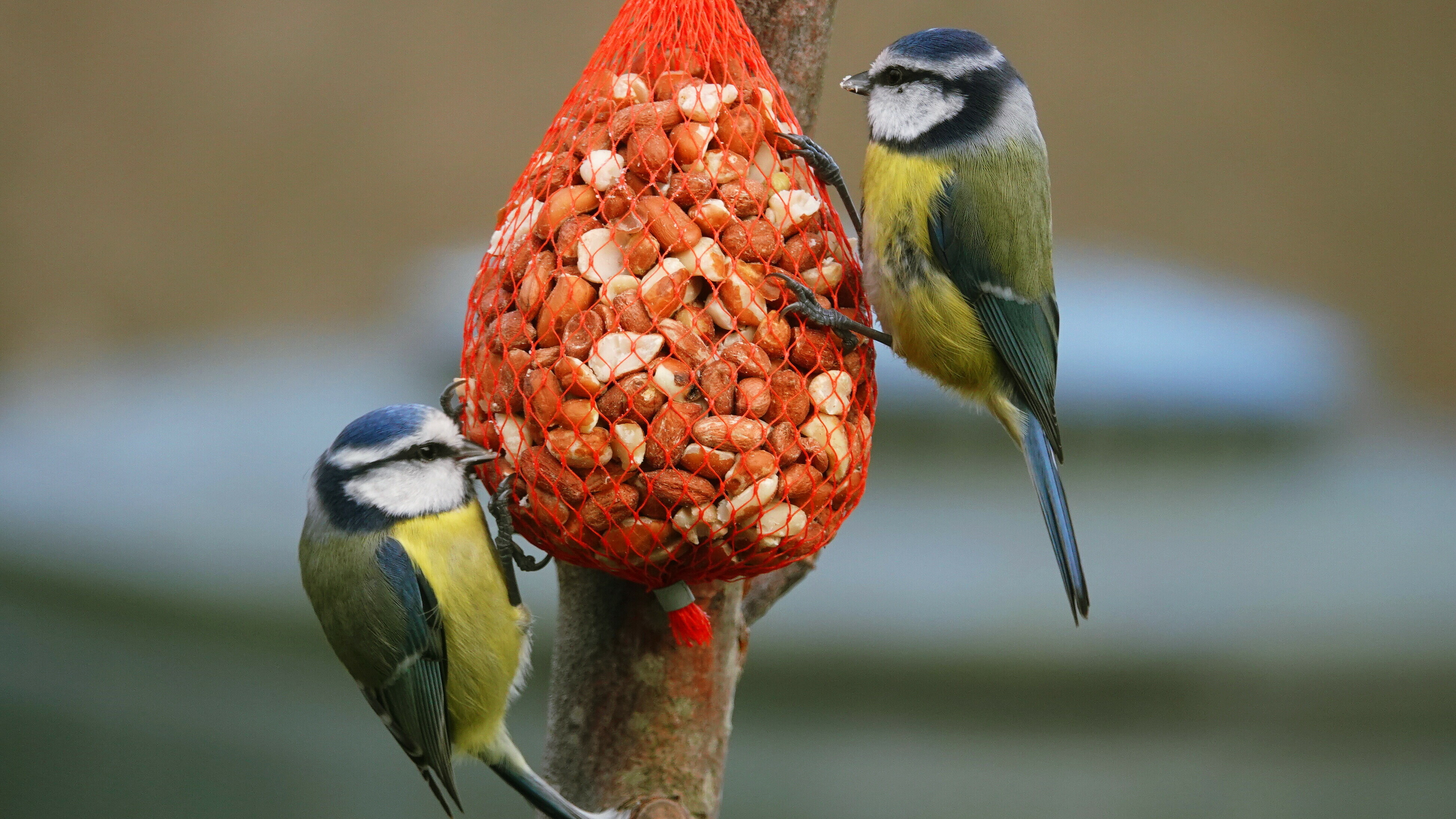 Tuinvogels zijn leven niet zeker door deze kaper op de kust (en het is niet de kat van de buren)