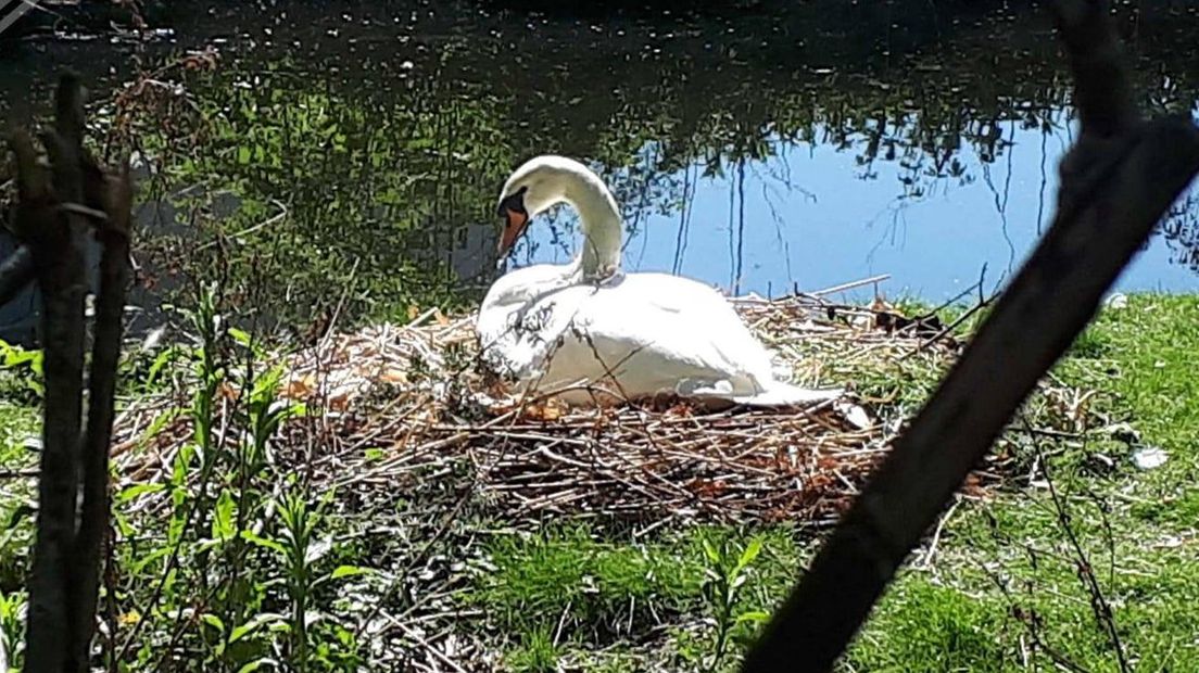 Een van de zwanennesten in het Zuiderpark.