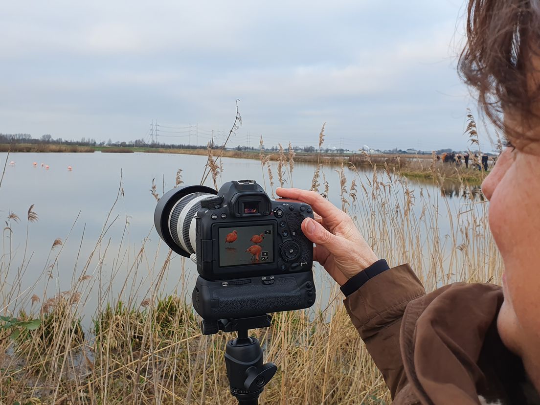 Zeven flamingo's in Berkel trekken veel bekijks