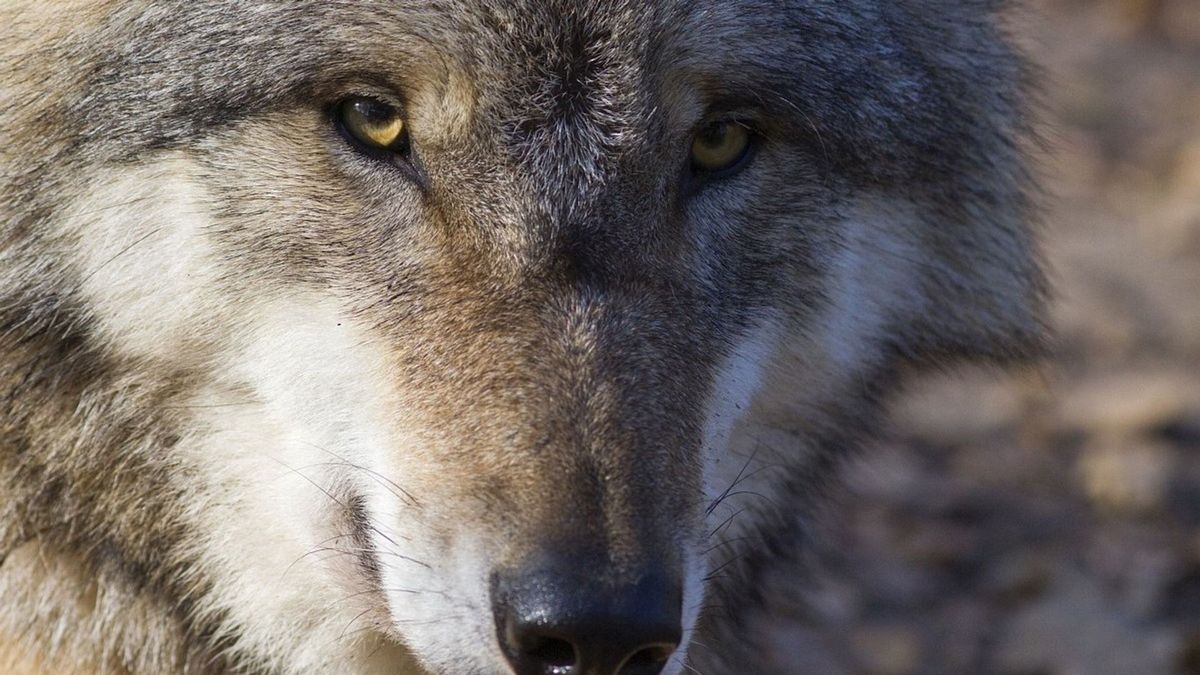 Wolf gezien langs Drents-Friese grens