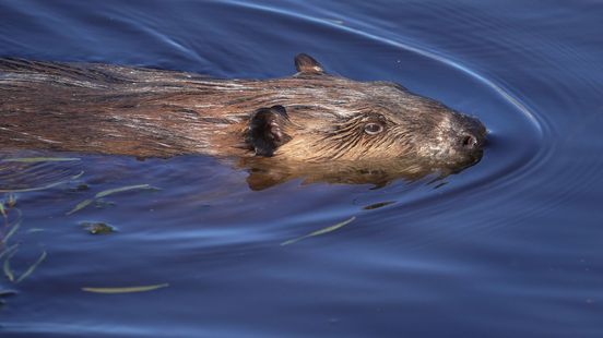 Bever richt enorme schade aan: 'Mijn woning is instabiel verklaard'