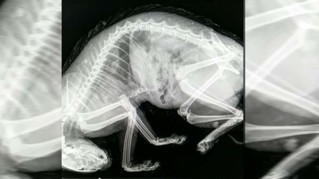 Een röntgenfoto van de doodgeschoten kat