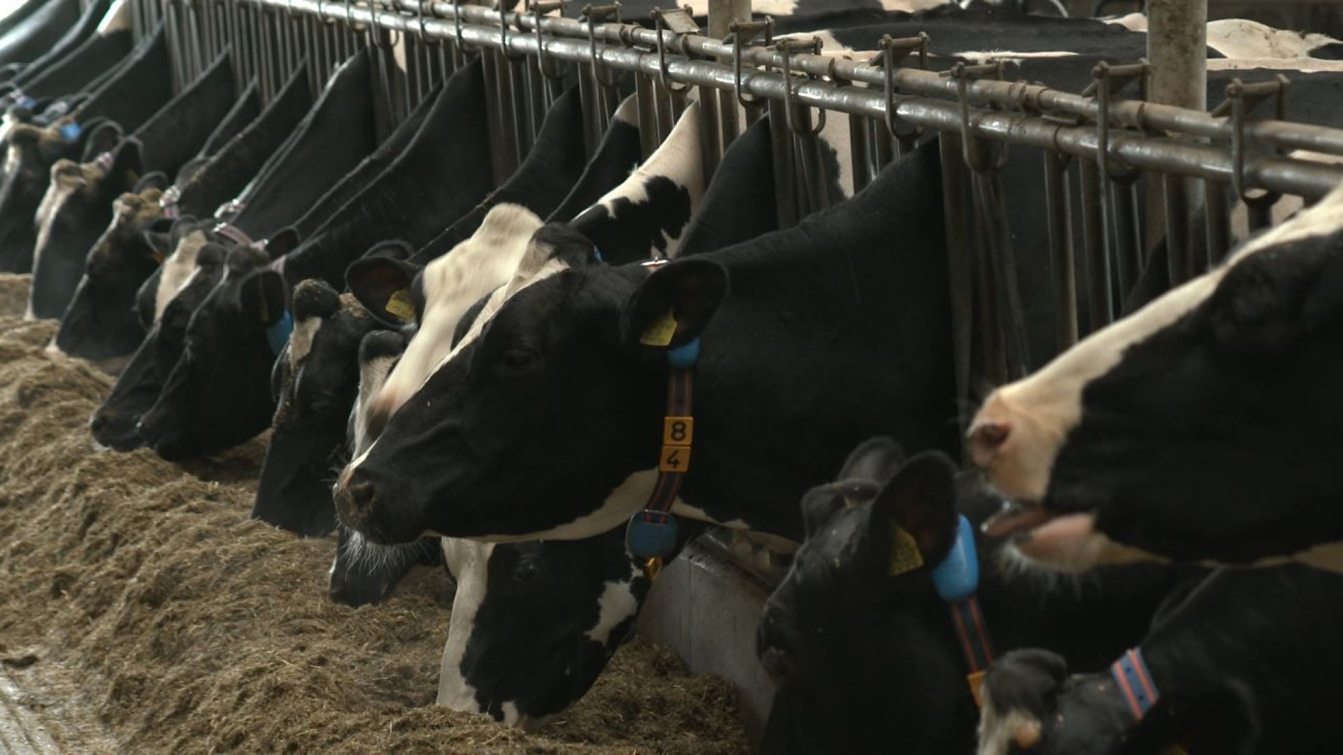 Internationaal congres over kalf-bij-koe melkveehouderij in de Achterhoek.