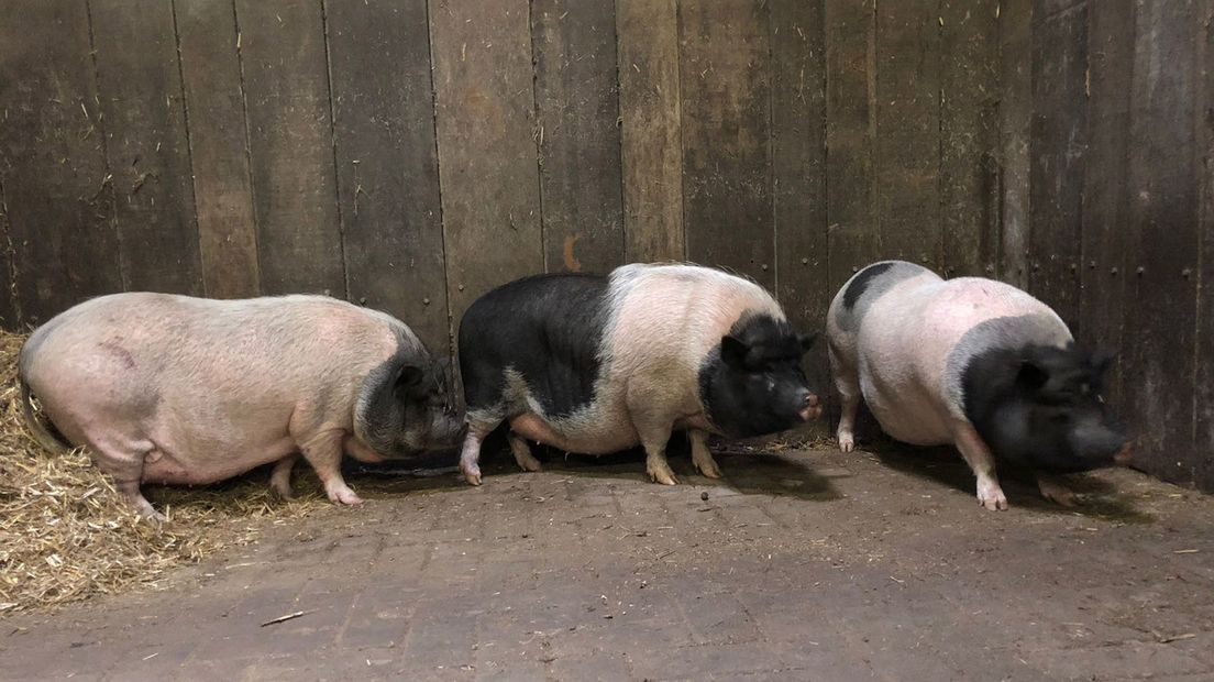 De varkens zijn inmiddels opgevangen bij boerderijen in Overschild en het Drentse Zuidwolde.
