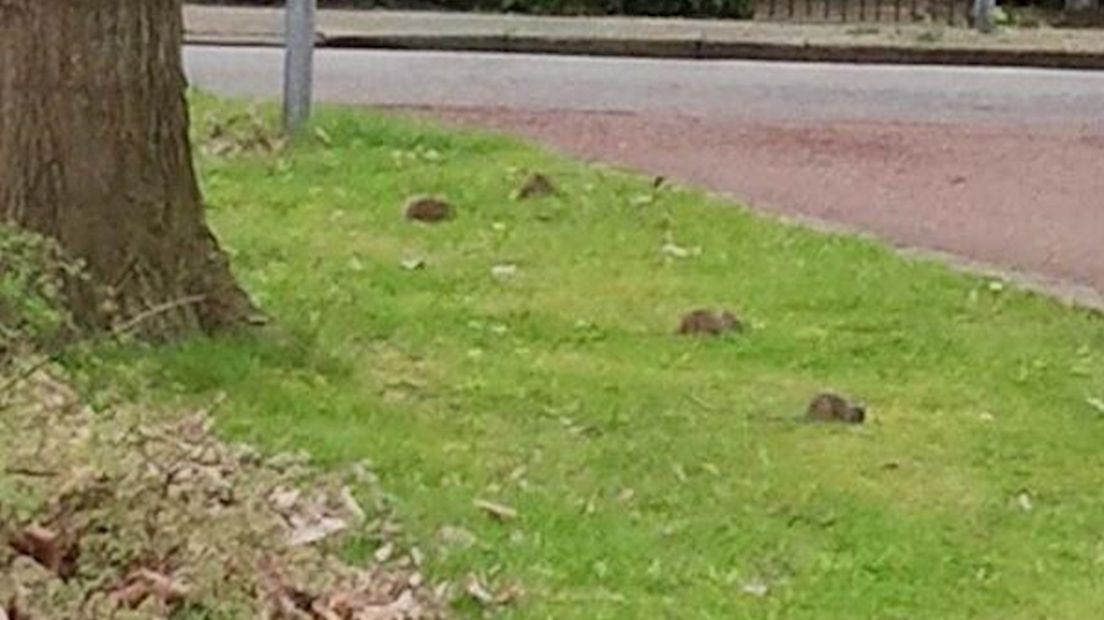 Ratten in Zwolle