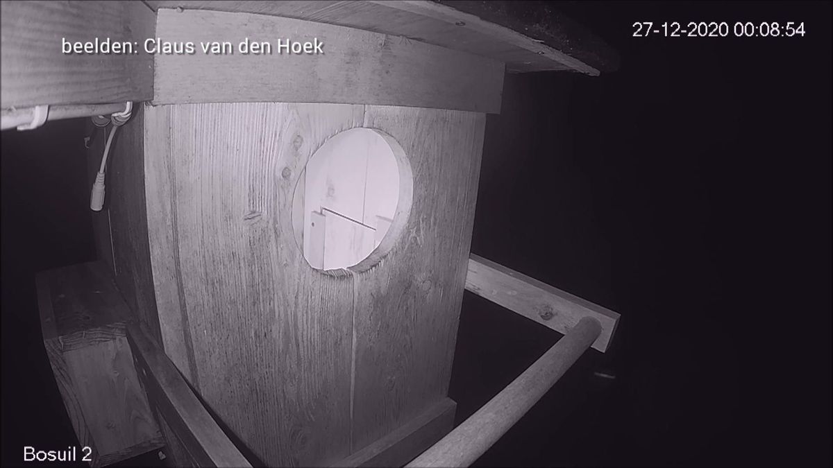 Bosuilen in Nijensleek trappen alvast het broedseizoen af