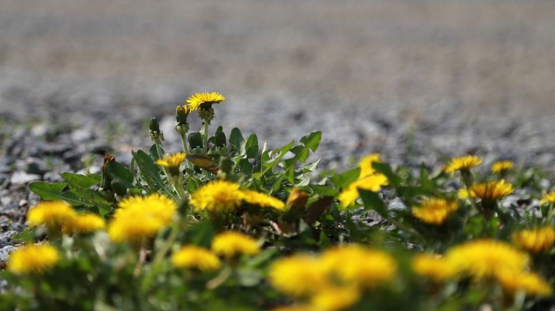 Zorgt u ervoor dat de tuin van mevrouw Hubers er weer netjes uit ziet?