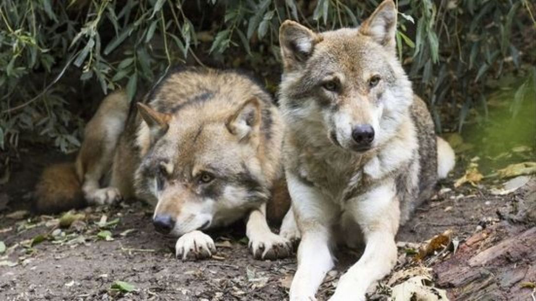 Wat gebeurt er met de wolven in Gelderland?